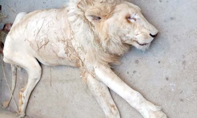 Murtaza Wahab seeks report on death of white lion at Karachi Zoo
