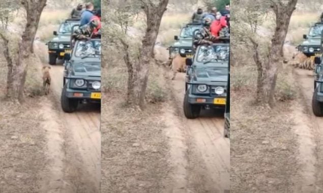Front of tourists: Tiger attacks a dog in Ranthambore National Park