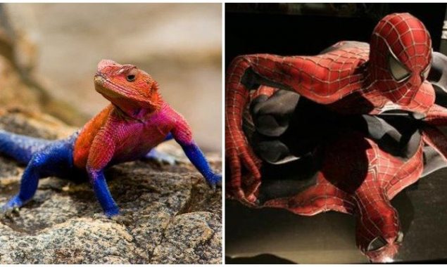 ‘Spider-Man’ lizard goes viral on Twitter