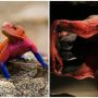 ‘Spider-Man’ lizard goes viral on Twitter