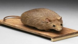 New drug found to kill senescent cells in mice, extend lifespan