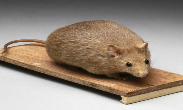 New drug found to kill senescent cells in mice, extend lifespan
