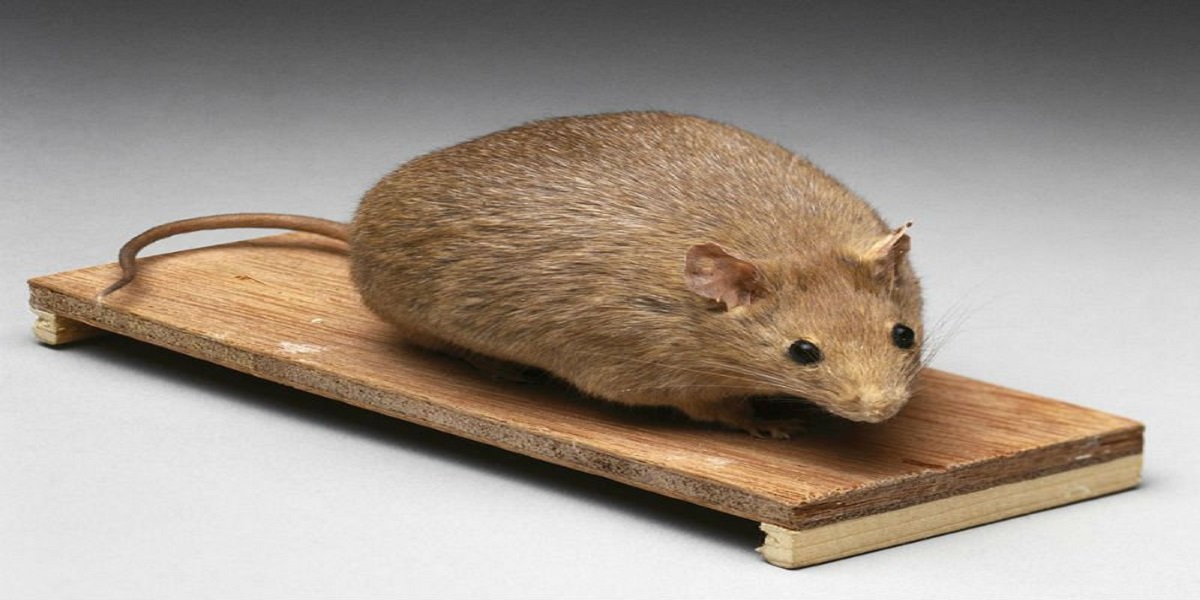New drug found to kill senescent cells in mice, extend lifespan