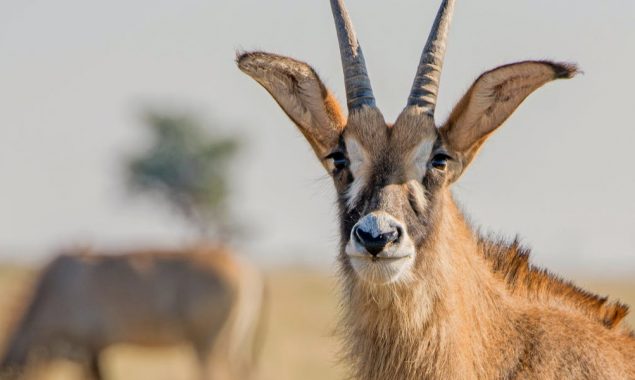 wildlife