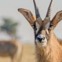 Tanzania, Kenya to exchange wild animals to boost reproduction
