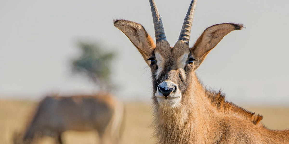 wildlife