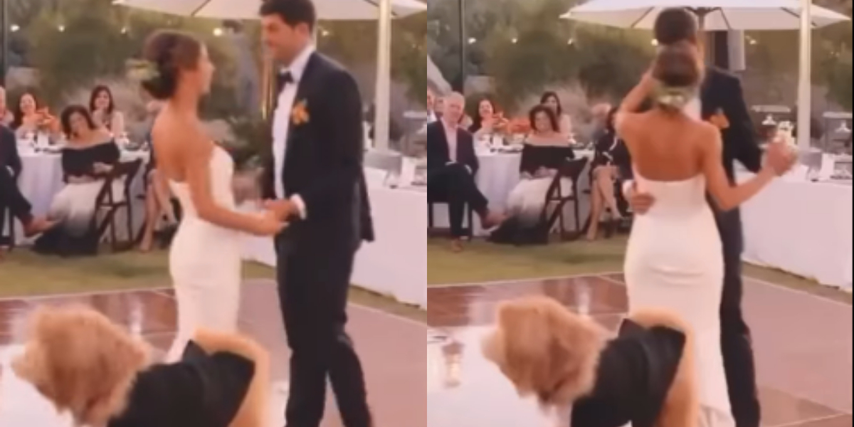 Newlywed Couple pet dog crashes their wedding dance and steals the show