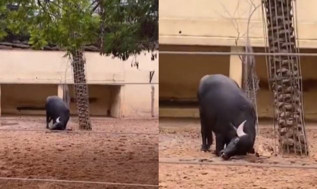 Watch: Buffalo saves Tortoise through his Horn in a viral video