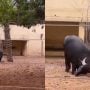 Watch: Buffalo saves Tortoise through his Horn in a viral video