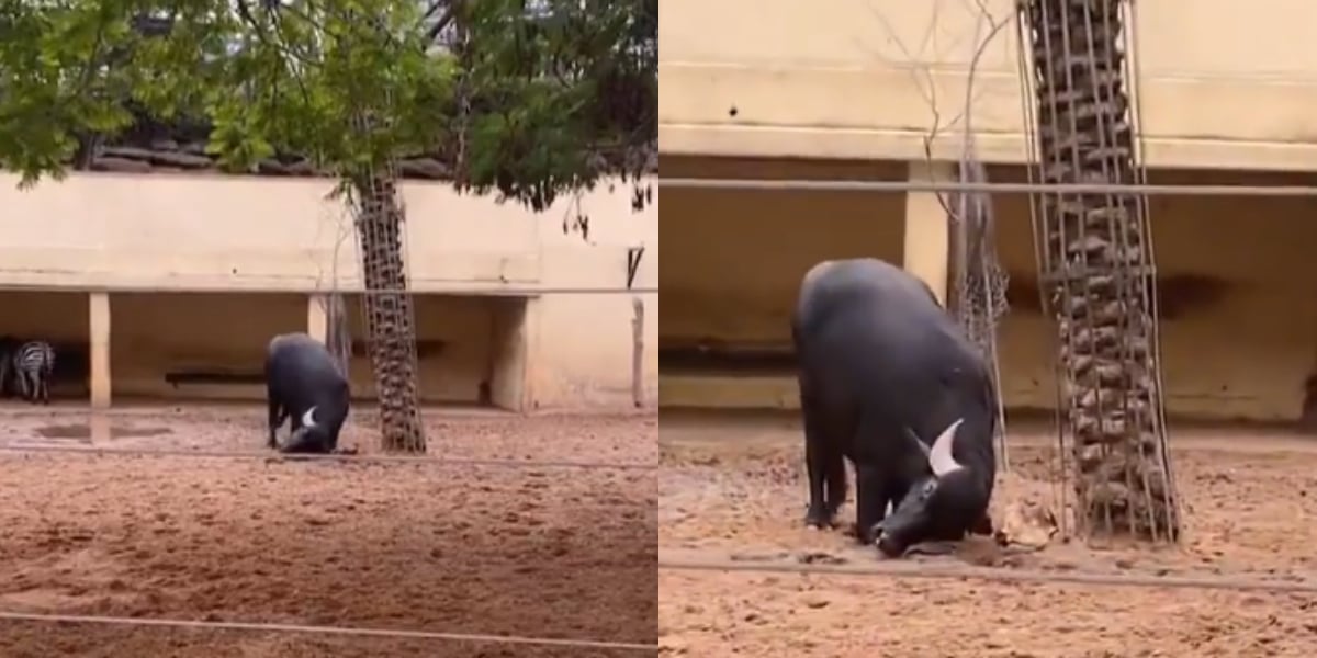 Watch: Buffalo saves Tortoise through his Horn in a viral video