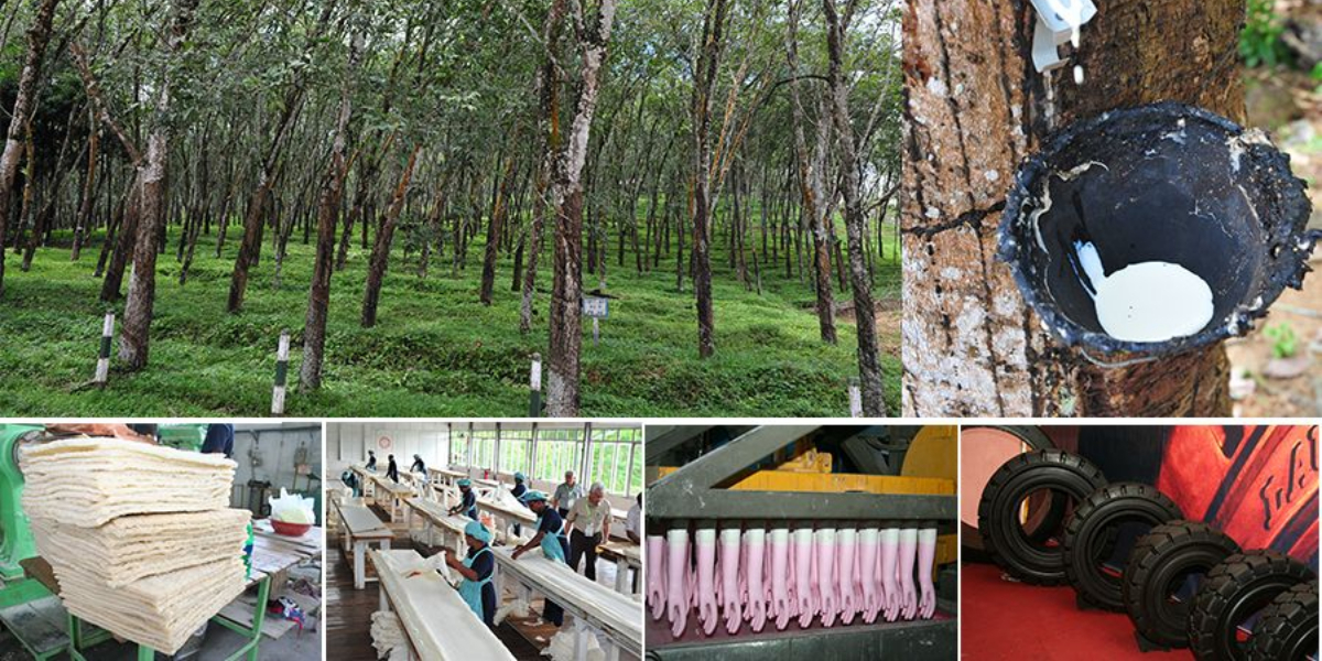 Sri Lanka to triple rubber exports by 2025