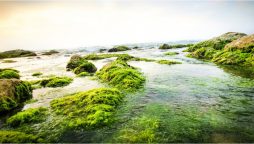 Israeli researchers develop ways to harvest electrical current from seaweed
