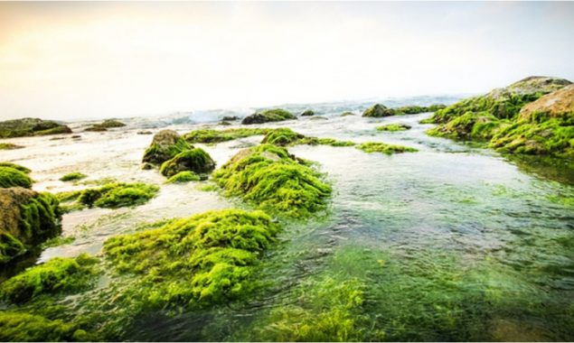 Israeli researchers develop ways to harvest electrical current from seaweed