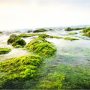 Israeli researchers develop ways to harvest electrical current from seaweed