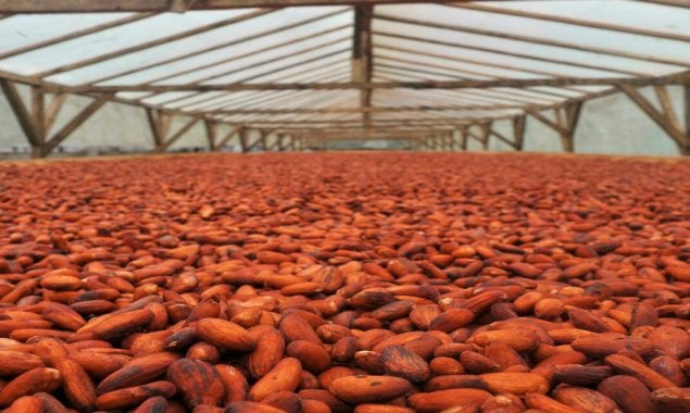 On Africa’s ‘chocolate islands’, cocoa producers target luxury market
