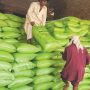 Fertiliser Policy 2022 will enable movement towards WACOG
