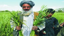 US govt boosts economic growth in Pakistan’s agricultural sector