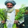 US govt boosts economic growth in Pakistan’s agricultural sector