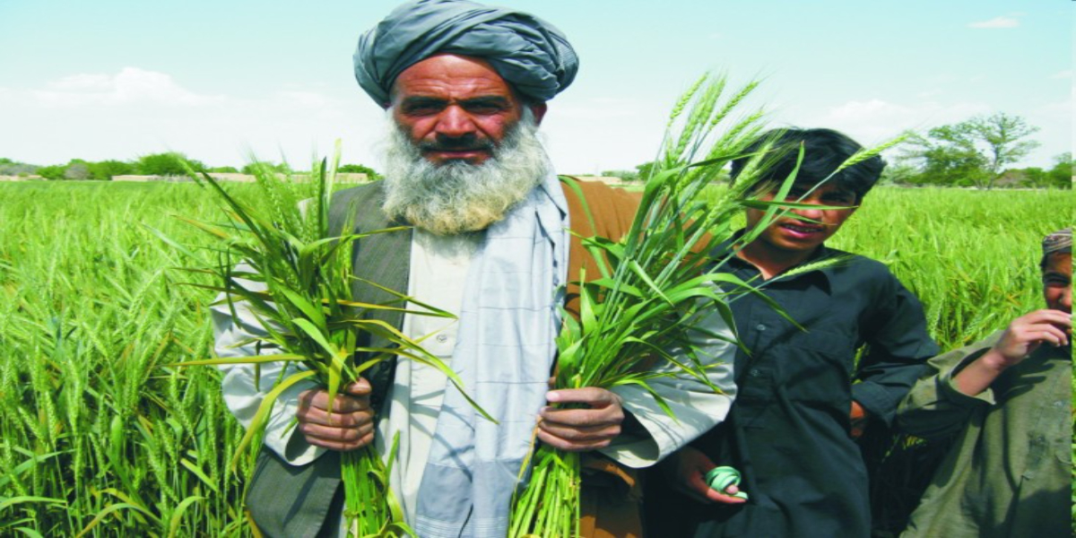 Pakistan agricultural sector