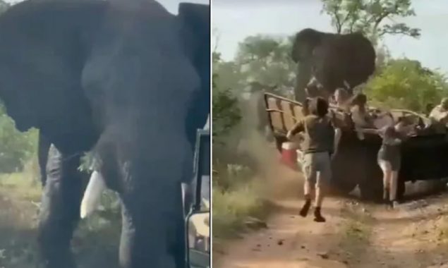 Watch: horrific video of an elephant attacking a safari truck