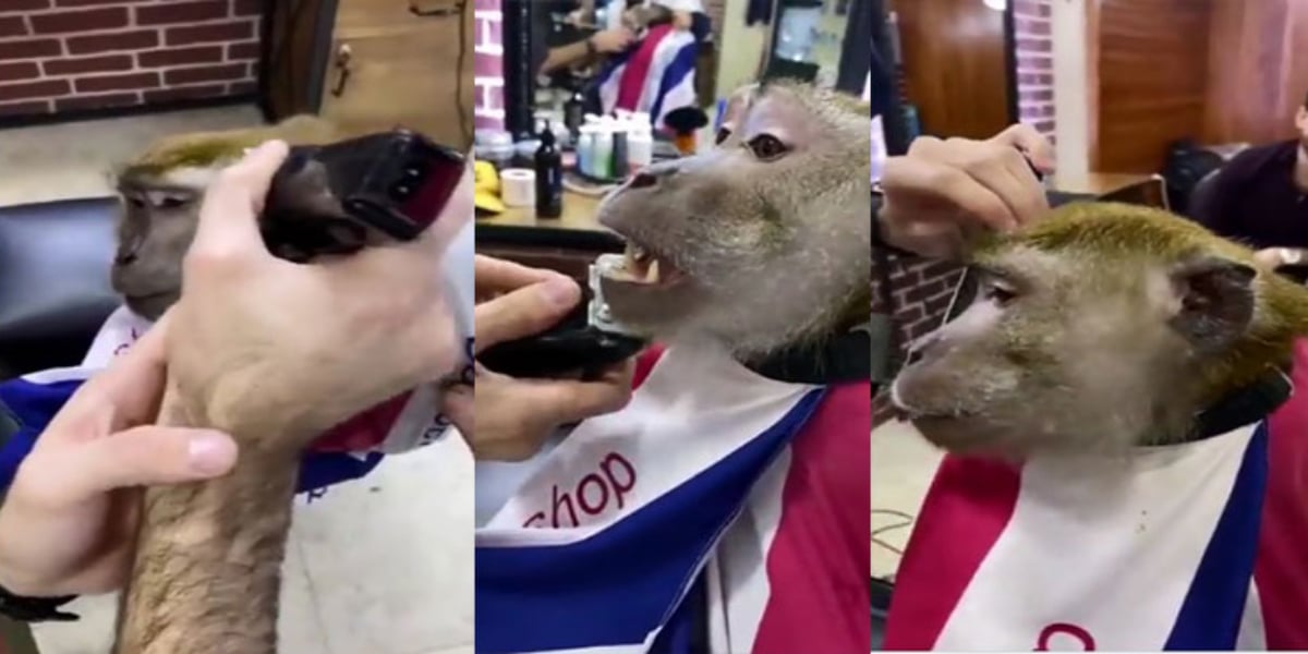 Watch: Hilarious video of a monkey going to the barber for a shave