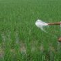 Availability of fertilisers ordered