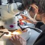 Inside the ECB’s secret lab to sniff out fake euro bills