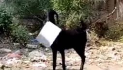 A man chases a goat as it escapes with office files in viral video