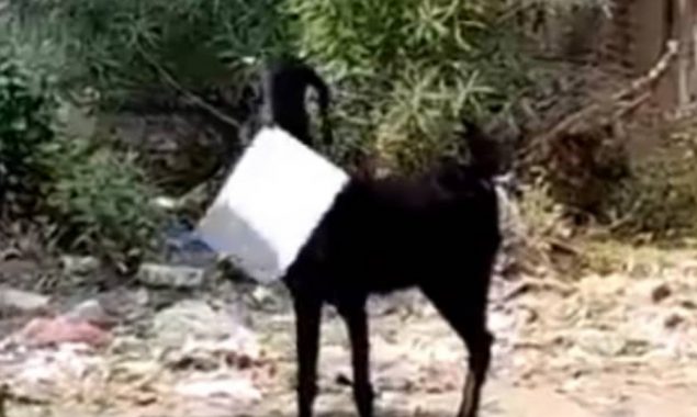 A man chases a goat as it escapes with office files in viral video