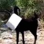 A man chases a goat as it escapes with office files in viral video