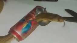 Watch: How experts save the Cobra’s Head which gets stuck in beer-can
