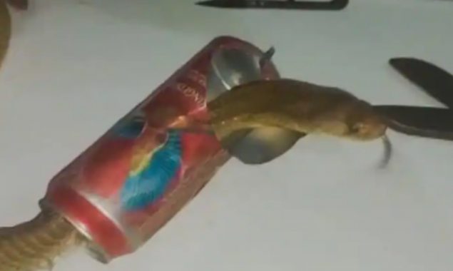 Watch: How experts save the Cobra's Head which gets stuck in beer-can