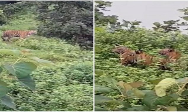 Mother tiger return to check her cub’s captures netizen hearts