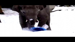 Watch: Elephants playing and sliding on Snow makes netizens smile