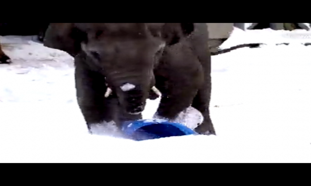 Watch: Elephants playing and sliding on Snow makes netizens smile