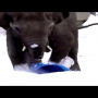 Watch: Elephants playing and sliding on Snow makes netizens smile