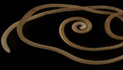 First ever true millipede with over 1,000 feet found