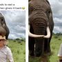 Watch a video of an elephant, pretends to eat woman’s hat goes viral