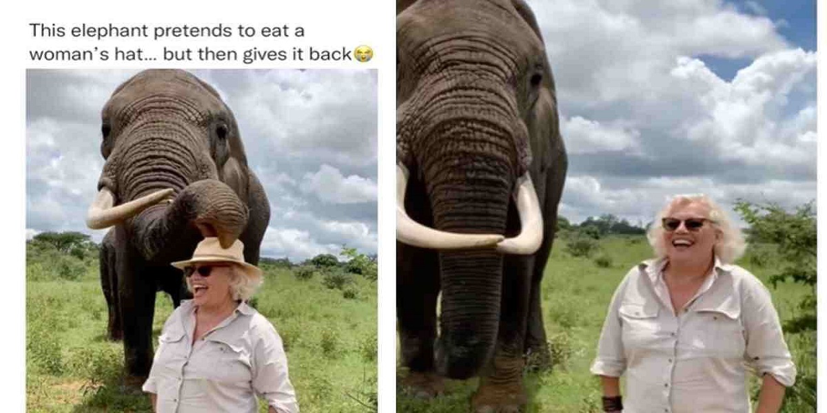 elephant