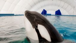 Whale