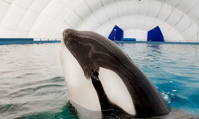 Russia to ban capturing whales for aquariums
