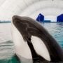 Russia to ban capturing whales for aquariums