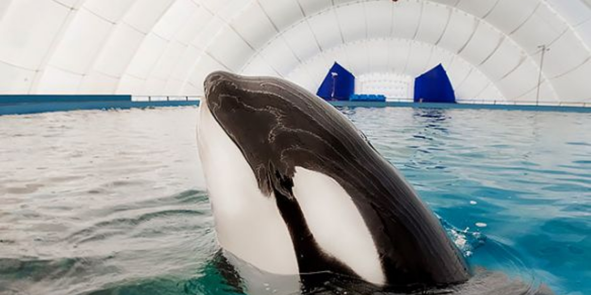 Whale