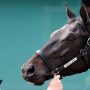 Kentucky Derby winner Medina Spirit dies: official