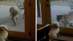 Mountain lion stare at tiny puppy goes viral