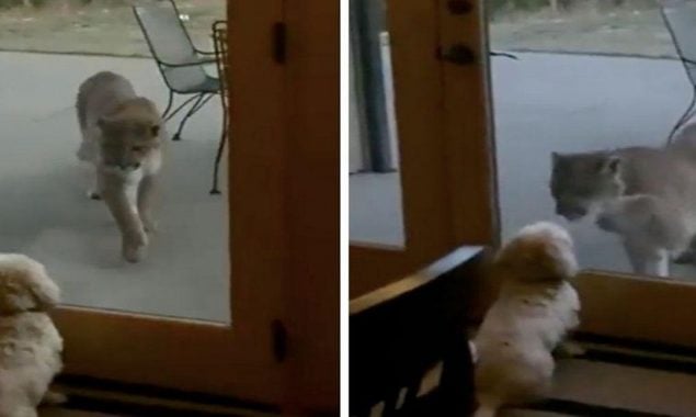 Mountain lion stare at tiny puppy goes viral