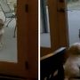 Mountain lion stare at tiny puppy goes viral