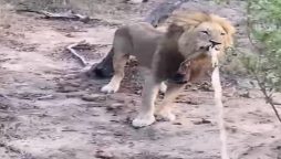 Watch video: African lion plays tug of war with safari jeep