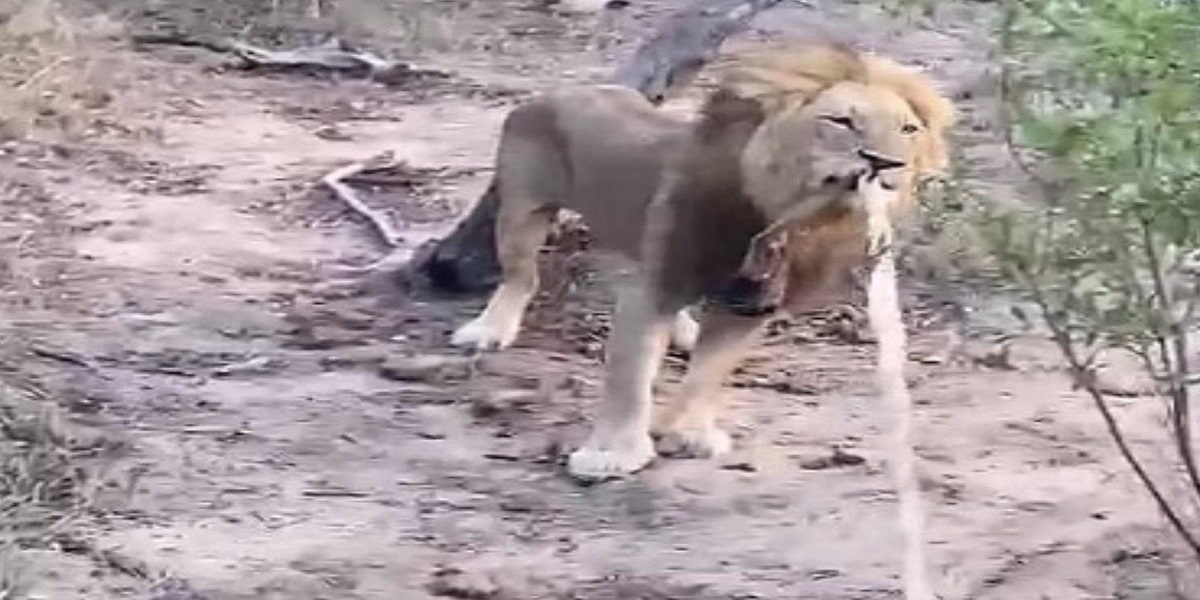 Watch video: African lion plays tug of war with safari jeep
