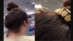 Snake